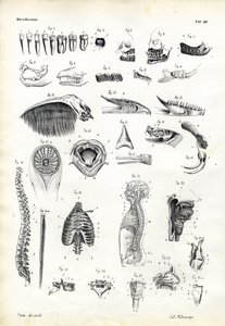 Tanden, 1863-79
